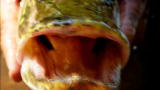 River Monsters: The Predatory Pike