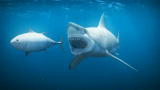 I, Predator: Great Whites and Hunger