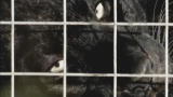 Fatal Attractions: Mauled by a Pet Leopard