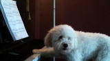 Bad Dog!: Tucker Sings the Doggie Blues