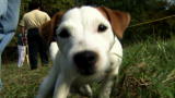 Top 10 Super Dogs: Parson Russell Terrier