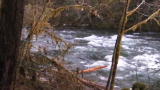 Finding Bigfoot: Behind the Search: Why Oregon?