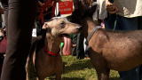 World's Ugliest Dog 2009: Reggie