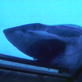 Mutual of Omaha's Wild Kingdom: Peter Gros: Shark Bait?