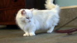 Cats 101: Munchkin
