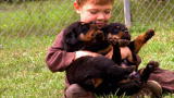 Too Cute!: Wrestlin' Rottweiler Pups