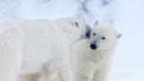 Polar Bear: Spy on the Ice: Polar Bear Courtship