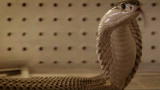 Fatal Attractions: Bitten by Deadly Cobra