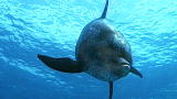 The Ultimate Guide to Dolphins: Secrets of Dolphin Aggression