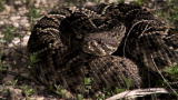 Swamp Wars: Rattlesnake In the Dark