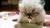 America's Cutest Cat 2010: Milk Moustache