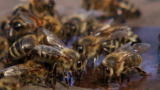 My Extreme Animal Phobia: Man Scared of Bees