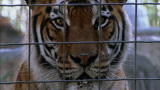 Fatal Attractions: Tigers Rescued (Deleted Scene)
