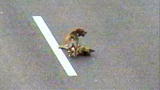 Weird, True & Freaky: Dog Rescues Dog on Highway