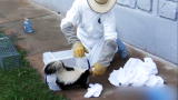 Weird True & Freaky: Skunk Snout Stuck in Jar