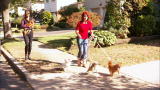 It's Me or the Dog: How NOT to Walk Six Chihuahuas
