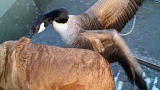 Weird, True & Freaky: Goose vs. Dog
