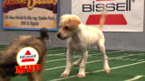 Puppy Bowl VIII: This Year's MVP