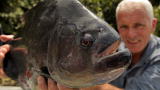 River Monsters: A Really Big Piranha