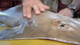 River Monsters: The Evolution of Stingrays