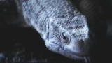 Fatal Attractions: Killed by a Pet Monitor Lizard
