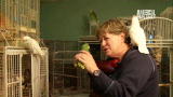 Confessions: Animal Hoarding: Twenty-nine Birds and Counting