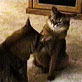 Planet's Funniest Animals: Cat Mirror