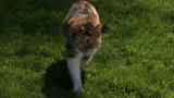 Cats 101: Domestic Housecat