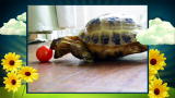 America's Cutest Pet: The Turtle and the Tomato
