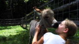 Pets 101: Mini Donkeys