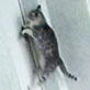 Planet's Funniest Animals: Cat and Dog Open Door