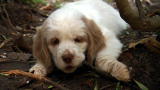 Clumber Spaniel