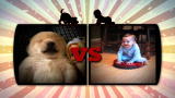 Puppies vs. Babies: Here's How It Works