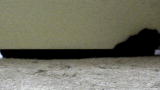 My Cat From Hell: The Nightstalkers