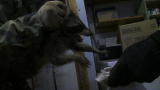 play video on Animal Planet
