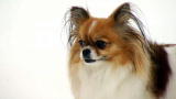 Dogs 101: Mi-Ki