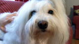 Dogs 101: Coton de Tulear