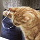 Planet's Funniest Animals: Cat Flossing