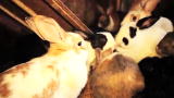 Confessions: Animal Hoarding: Brenda