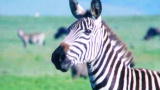 Fooled by Nature: Zebra's Stripes