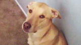 Bad Dog!: The Responsible Fraser