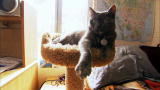 Must Love Cats: Collegiate Kitty