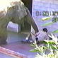 Untamed and Uncut: Elephant Escapes Zoo