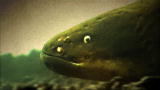 River Monsters: How to Catch an Electric Eel