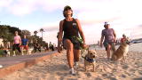 Small Dogs, Big Jobs: Jack the Personal Training Terrier