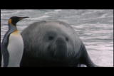 Mutual of Omaha's Wild Kingdom: Elephant Seal Mating