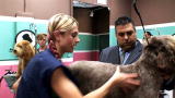 Groomer Has It 2: Joey Stops By