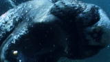 Untamed and Uncut: Elephant Seal Attacks Divers