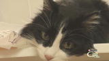 Housecat Housecall: Matisse