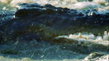 Maneaters: Saltwater Crocodiles